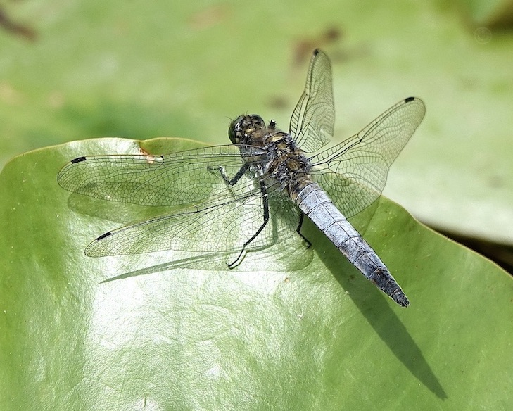 black-tailed skimmer